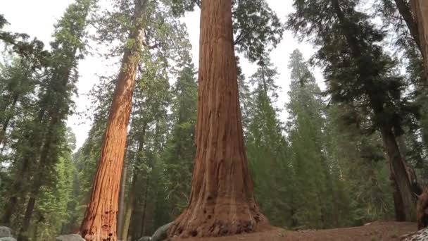 Przechylić się giant Sequoia drzew w parku Yosemite — Wideo stockowe