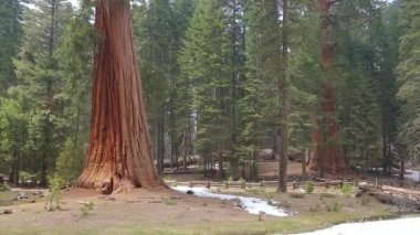 Dev Sekoya ağaçları Yosemite Park yukarı eğimli.