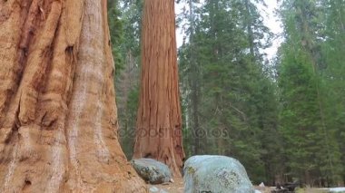 Dev Sekoya ağaçları Yosemite Park yukarı eğimli.