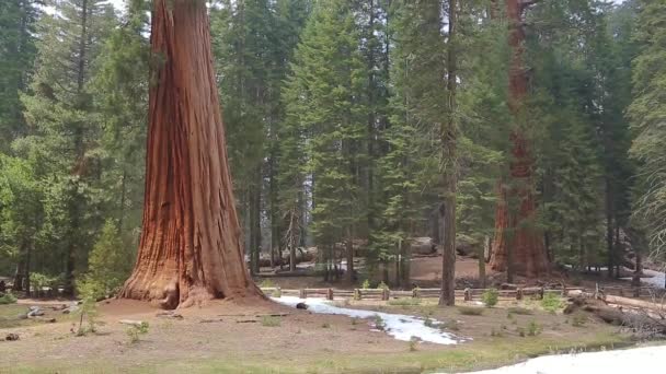 Tilta upp giant Sequoia träd i Yosemite Park. — Stockvideo