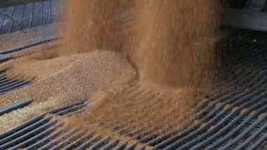 tahıl kamyon boşaltma.