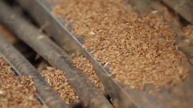 Buğday tahıl yakın çekim.