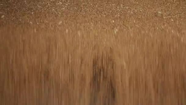 Grano di grano primo piano . — Video Stock