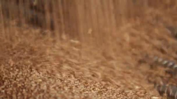 Weizenkorn aus nächster Nähe. — Stockvideo