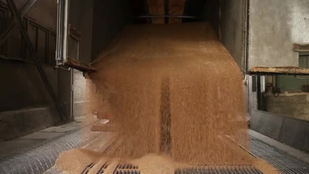 Déchargement camion grain . — Video