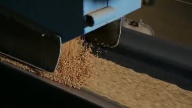Tahıl taşıyıcı bant boyunca hareket eder.