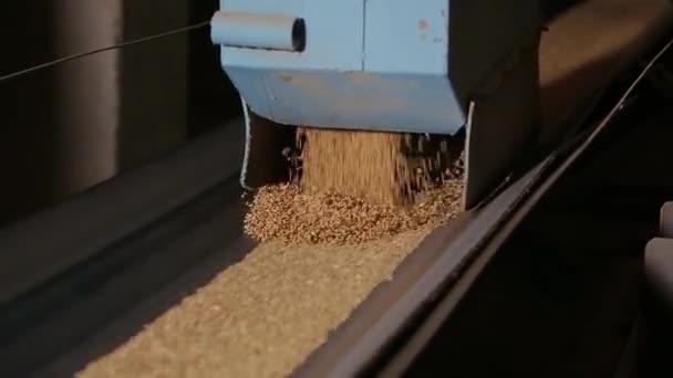 Il grano si muove lungo il nastro trasportatore . — Video Stock