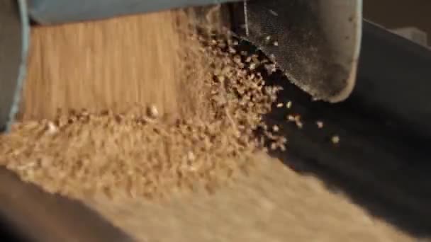 Зерно движется по конвейерной ленте . — стоковое видео