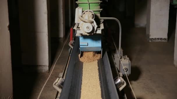 Le grain se déplace le long du tapis roulant. — Video