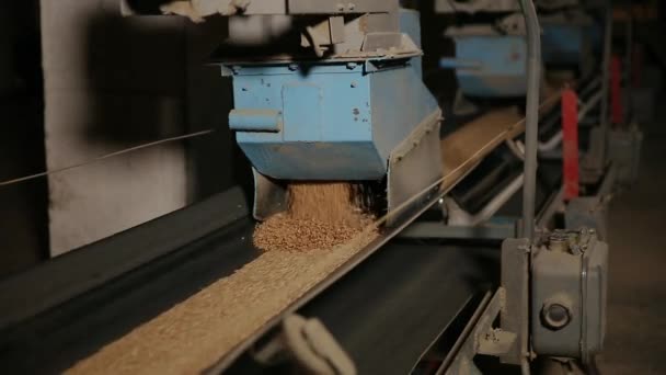 El grano se mueve a lo largo de la cinta transportadora . — Vídeos de Stock