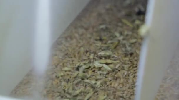 Очистка зерна от мусора на мукомольном заводе . — стоковое видео