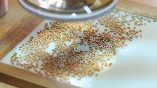 Recherche et sélection des céréales . — Video