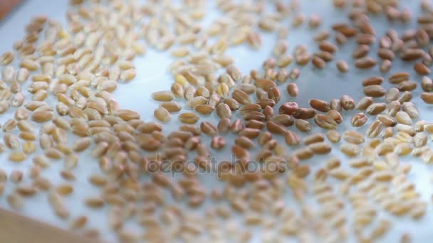 Investigação e selecção de cereais . — Vídeo de Stock
