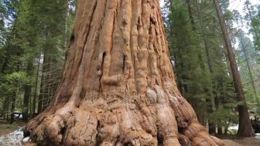 Dev sekoya ağacı Sequoia Ulusal Parkı'nda