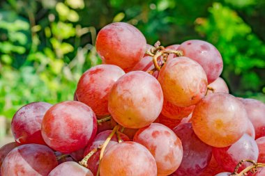 Gül üzüm arka plan.