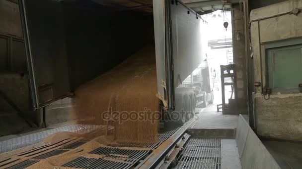 Descarregamento do camião de cereais . — Vídeo de Stock