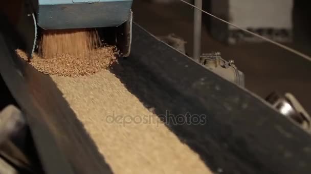 Grãos de trigo são derramados na correia transportadora em movimento . — Vídeo de Stock