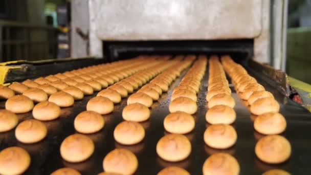 Verse koekjes gemaakt in de fabriek — Stockvideo