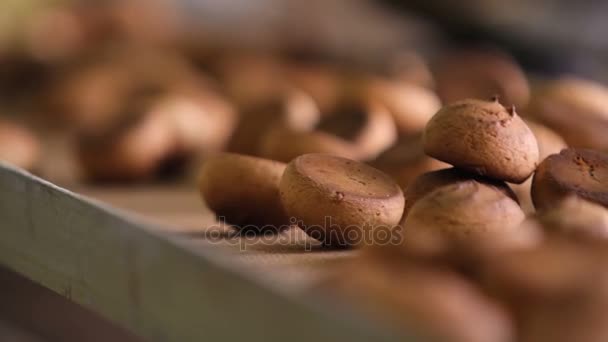 Gingerbread şekerlemeler fabrikasında üretim — Stok video
