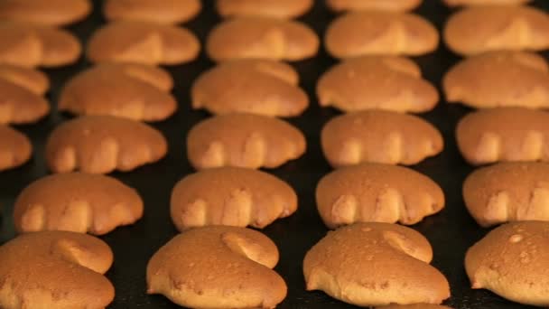 Свежие печенья, сделанные на заводе — стоковое видео