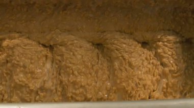 Nuga fındık altın renk