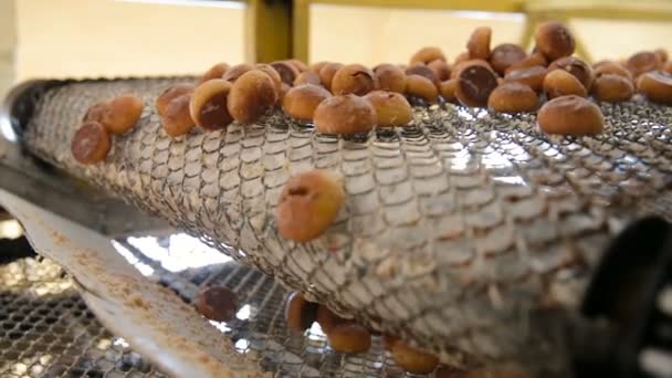 Gingerbread şekerlemeler fabrikasında üretim — Stok video