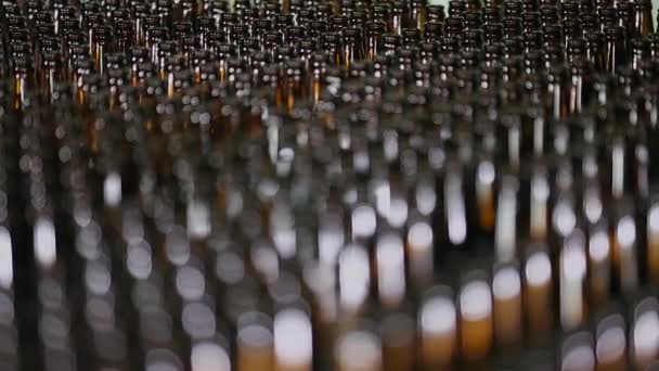 Rows of beer bottles in the factory. — Stock Video