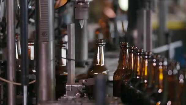 Linha tecnológica para engarrafamento de cerveja em cervejaria — Vídeo de Stock