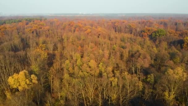 Herfst bos luchtfoto drone uitzicht — Stockvideo