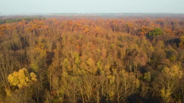 Autunno foresta aerea drone vista — Video Stock