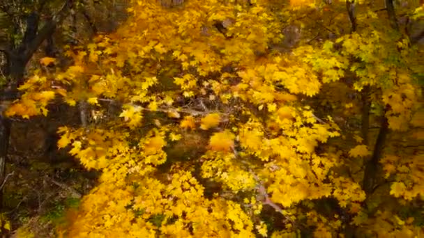 Feuilles d'automne se balançant sur l'arbre dans le parc automnal . — Video