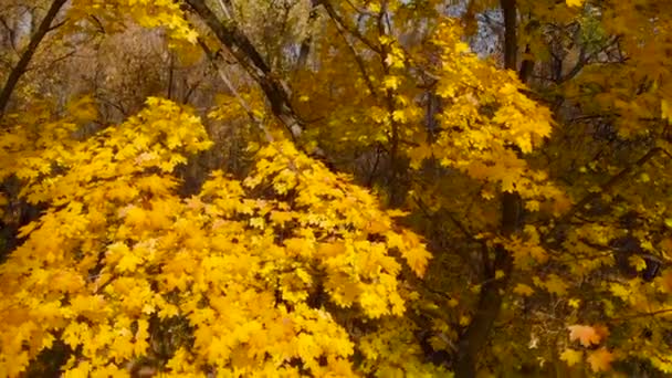 Weelderig geel blad close-up op een herfstboom. — Stockvideo