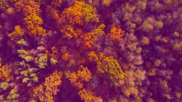Legno colorato autunno. Tinta acida con sfumature viola — Video Stock