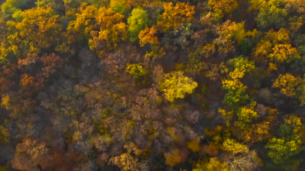 Jesienny krajobraz Widok na jesienne drzewa — Wideo stockowe