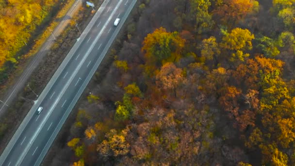Widok z lotu ptaka prostej leśnej drogi z samochodami — Wideo stockowe
