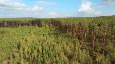 Renkli orman ağaçlarının insansız hava aracı görüntüleri.