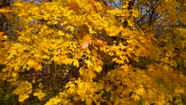 Feuilles d'automne jaunes, gros plan, panorama vertical — Video
