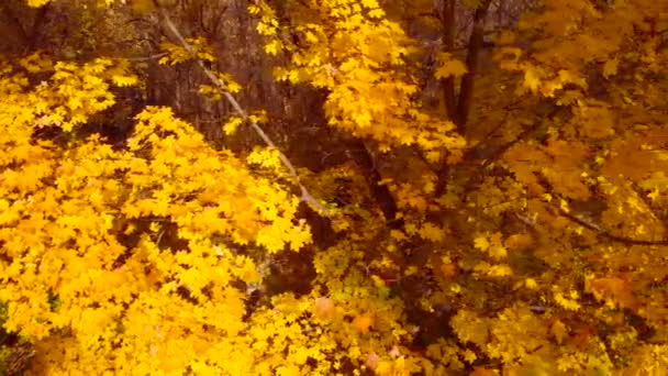 Fall maple trees, yellow orange nature background. — Stock Video