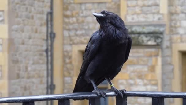 Raven bij de Tower of London City — Stockvideo
