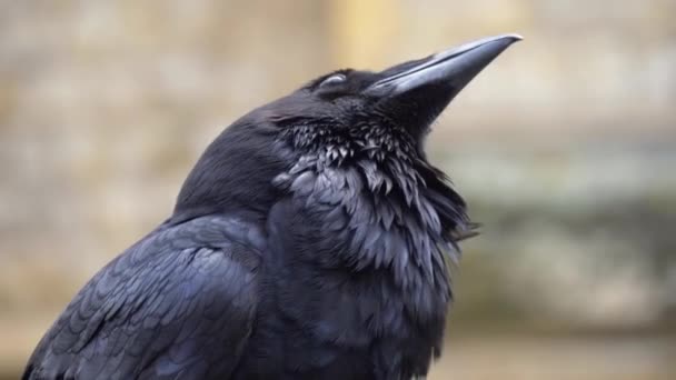 Cerca del cuervo negro en la cerca de la torre de Londres . — Vídeo de stock