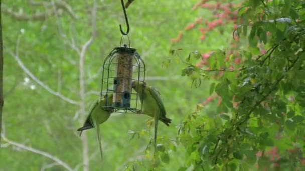 Green parrot climbs a feeding trough in the garden — Stock Video