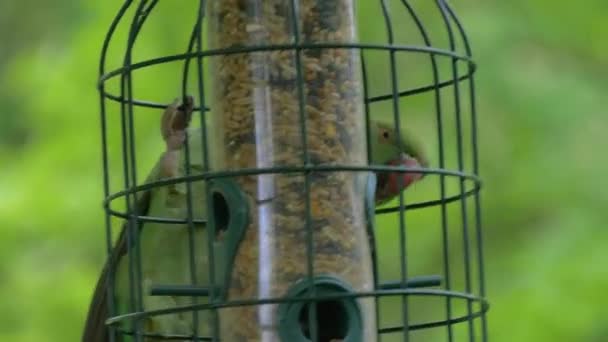 Närbild grön tropisk papegoja nära utfodring tråg — Stockvideo