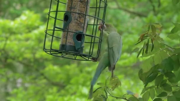 Grön papegoja klättrar i en fodertråg i trädgården — Stockvideo