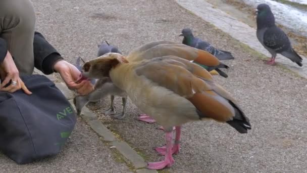 Mão humana alimentando patos, câmera lenta — Vídeo de Stock