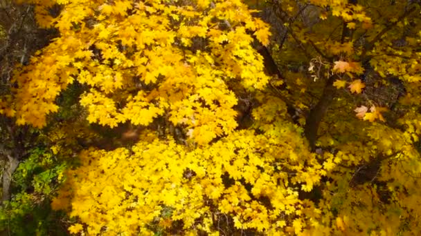 Automne dans la forêt. Couleurs d'automne . — Video