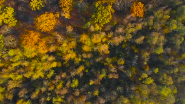 Ansicht von oben. Hintergrund Natur. — Stockvideo