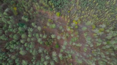 Yukarıda fideleri olan orman ıslahı.