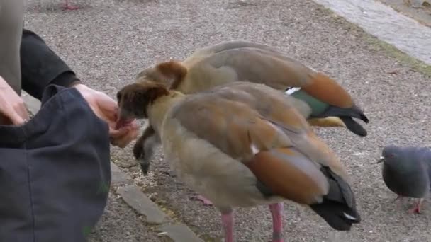 Alimentación de aves migratorias con las manos en el lago — Vídeos de Stock