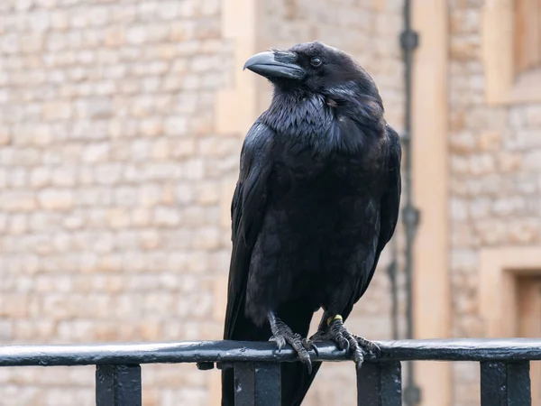 Raven at the Tower of London City