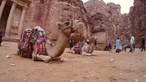 Camelo beduíno descansa perto do tesouro Al Khazneh — Vídeo de Stock